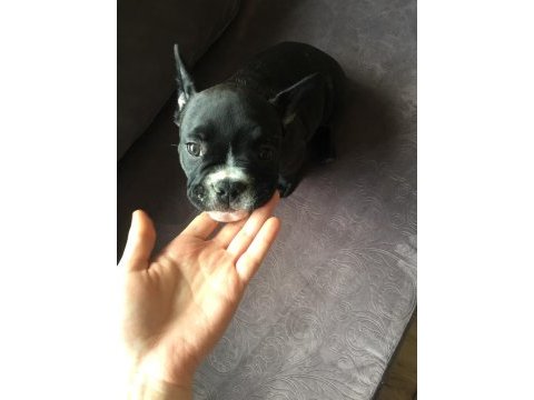 French bulldog yavrularımız henüz 30 günlük
