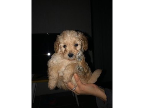 2 aylık yakışıklı maltipoo cinsi oğlumuz
