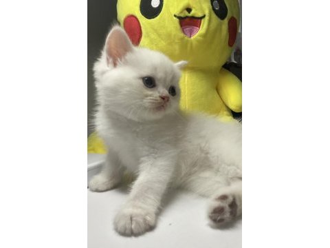 British shorthair dişi yavru