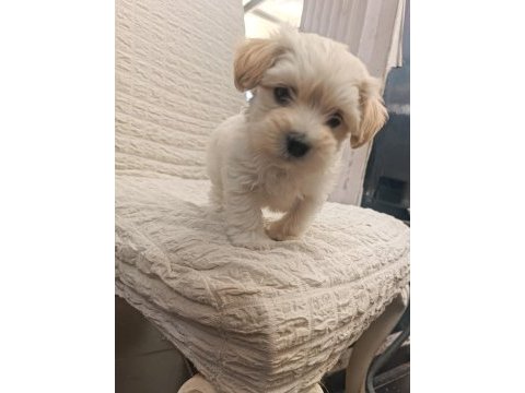 Erkek terrier yavruları