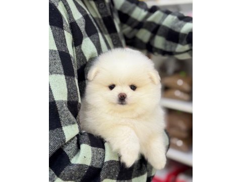 2 aylık pomeranian köpek