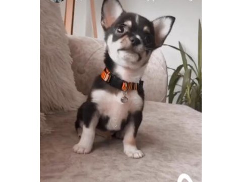 Orjinal elma kafa minyatür chihuahua aşıları tam