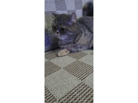 Yavru british shorthair