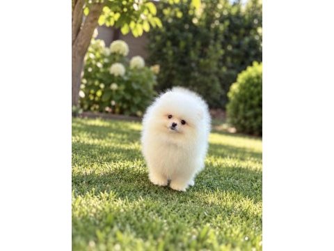 Teacup kar beyaz pomeranian boo miniğimiz