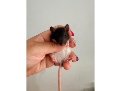 Bebek ratlar 1.5k