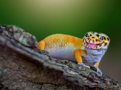 Evcil leopard geckolar