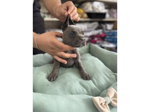 Cane corso yavrular blue renk