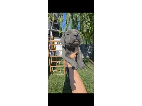 2 erkek cane corso siyah ve blue