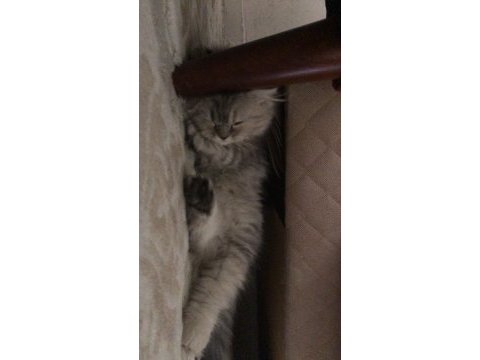 British longhair