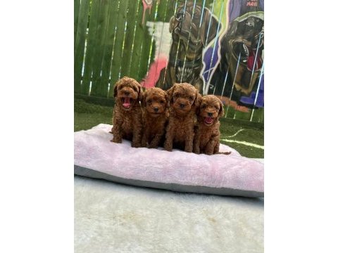 Ruhsatlı poodle evinden oyuncak boy poodle bebekler