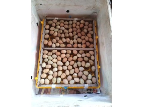 Çatalca bıldırcın ve döllü yumurta sahiplendirme