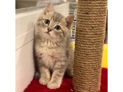 Oyuncu british shorthair kedimiz