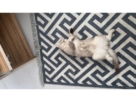 Uygun puanla sahiplendirilecek british shorthair oğlum