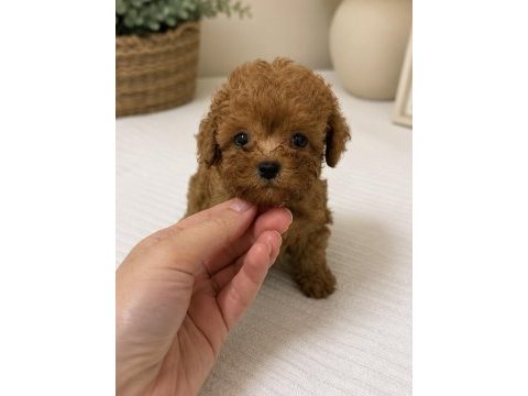 En miniği kore maltipoo