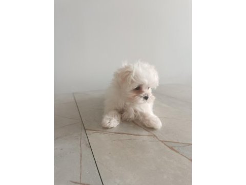 Oyuncu teacup kore maltese