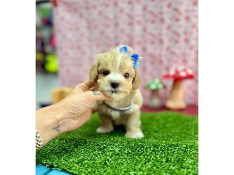 Mini boyut sevimli maltipoo bebekler 