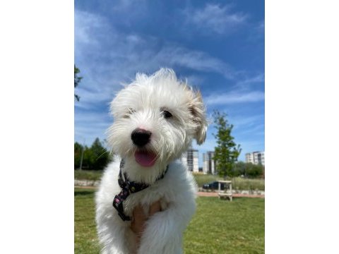 Maltipoo 6 aylık dişi