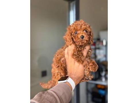Yavrular uysal ve tuvalet eğitimine uygun poodle
