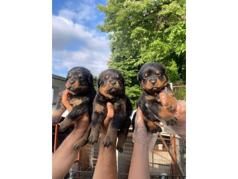 Big koca kafa rottweiler yavrular