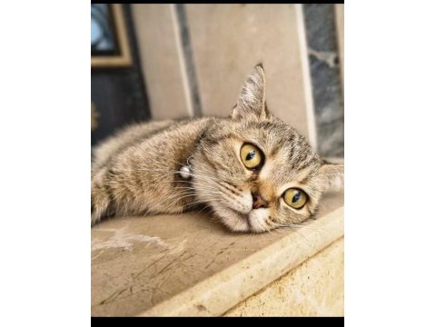 British shorthair yavru kedimiz