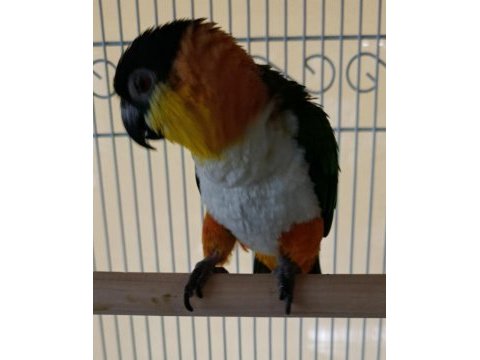 Kara kafa uysal caique