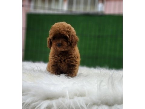 Toy poodle ailemize katılmak istemez misiniz