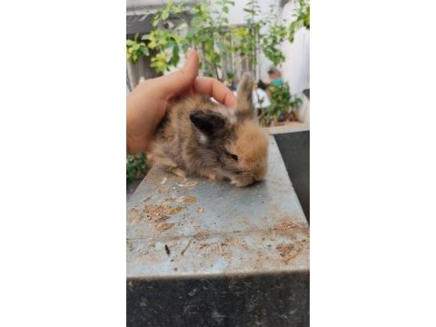 Kendi üretimimiz hollanda lop tavşanı