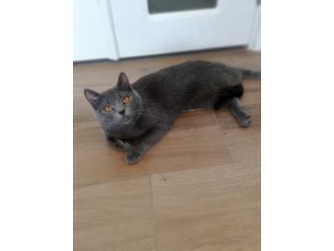 Orijinal british shorthair