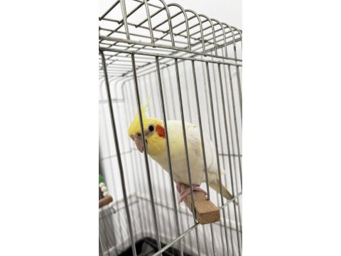 6 aylık sultan papağanı