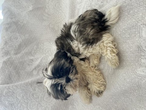 Shih tzu şitsu yavruları a kalite gönderim mevcut