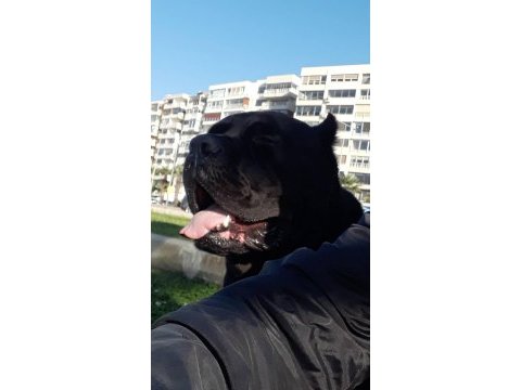 Sağlam şampiyon kanı cane corso