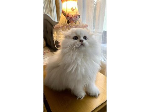 75 günlük biblo gibi yavru scottish fold