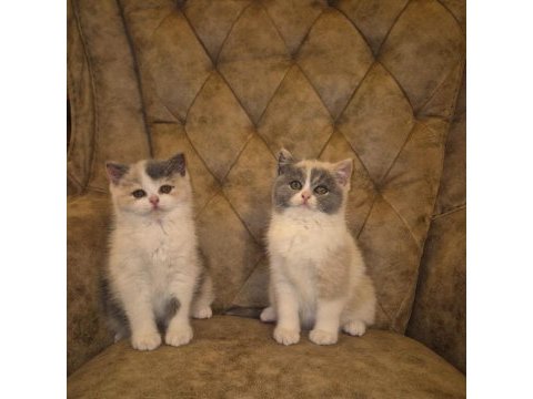 Tree color british shorthair yavruları