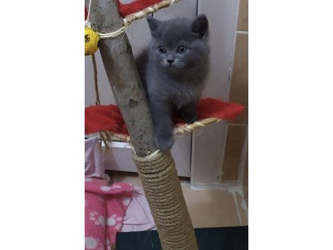 British shorthair gri erkek dişi kardeşler