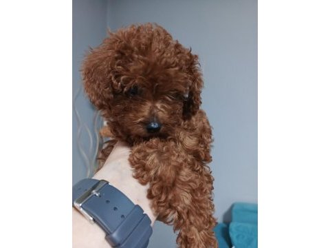 Irk garantili red braun korea kan toy poodle