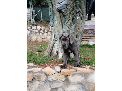 Cane corso blue yavrumuz erkek