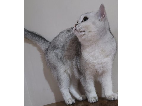 Scottish straight shorthair ns11 dişi