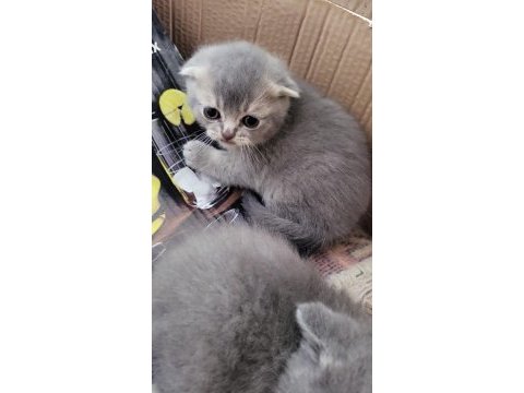 Scottish shorthair bebekler