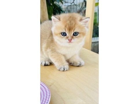 Tip kürk şahane british shorthair prenses