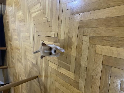 45 günlük minyatür pinscher