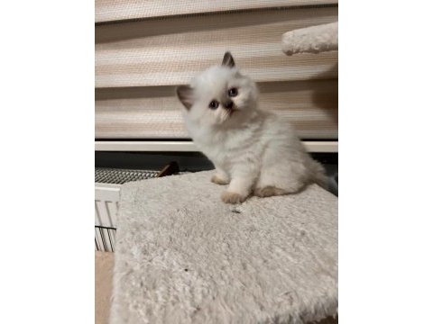 British longhair yavrularımız sahiplerini bekliyor