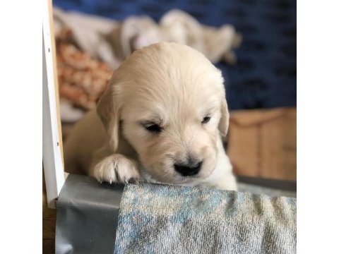 Golden retriever yavruları