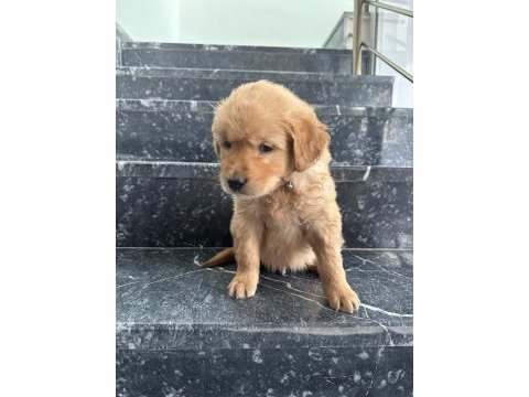 A kalite sağlık ırk garantili golden retriever yavrular