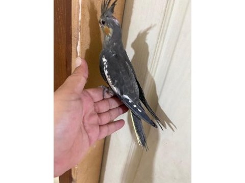 Evinize maskot 50 günlük grey sultan bebek