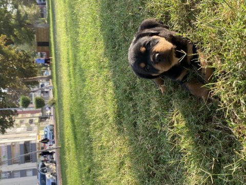 Rottweiler aşıları tam güçlü bağışlık sistemi