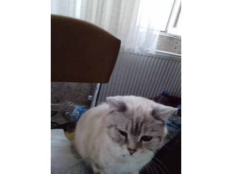 Kedimiz limon yeni yuvasını arıyor