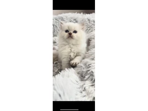 2 aylık orijinal british longhair