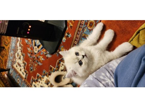 Safkan british shorthair blue point