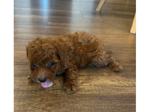 Kore toy poodle erkek