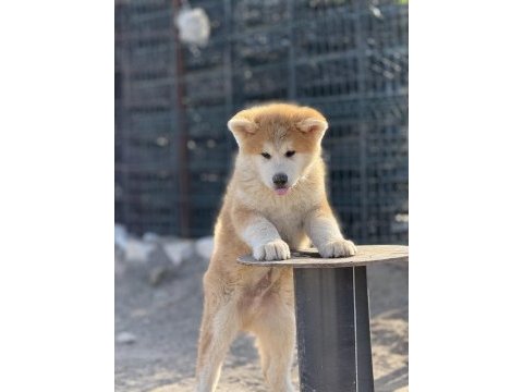 Orijinal akita kırma filan değildir